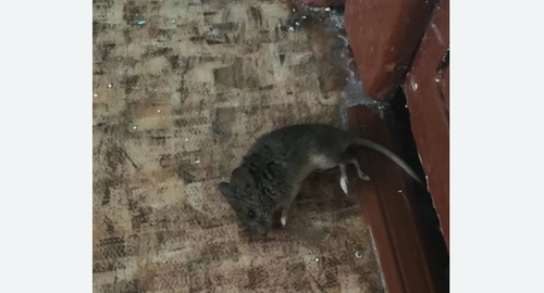 Дезинфекция от мышей в Тогучине