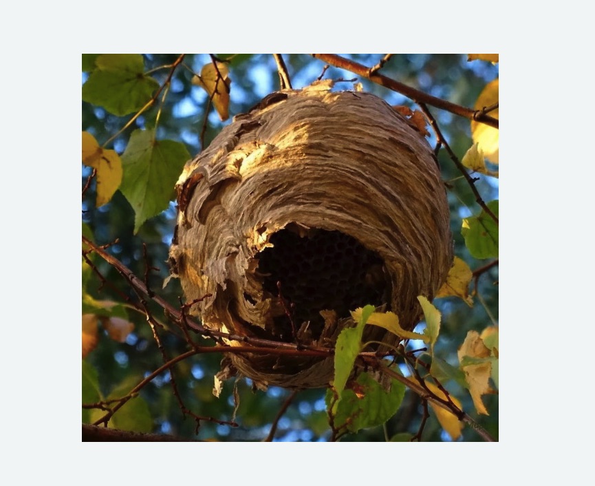 Обработка от шершней в Тогучине