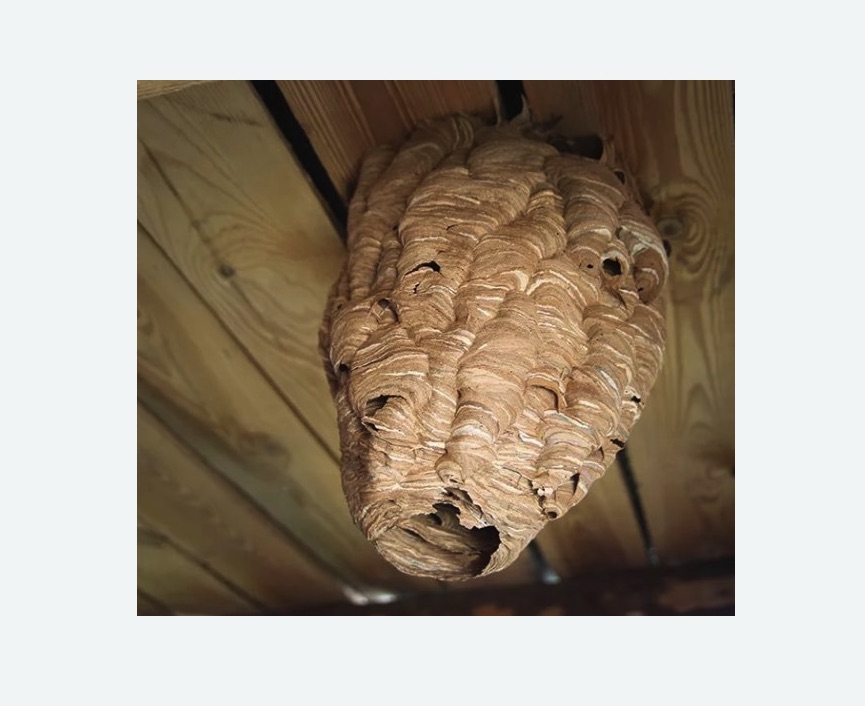 обработка от шершней в Тогучине