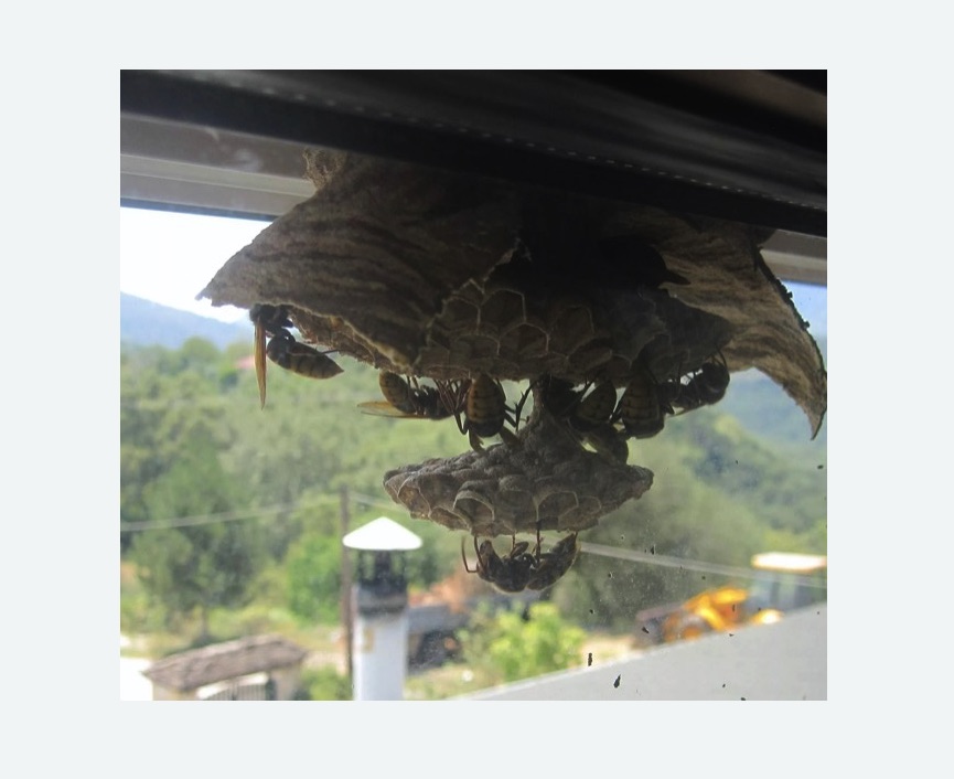 Уничтожение гнёзд шершней в Тогучине