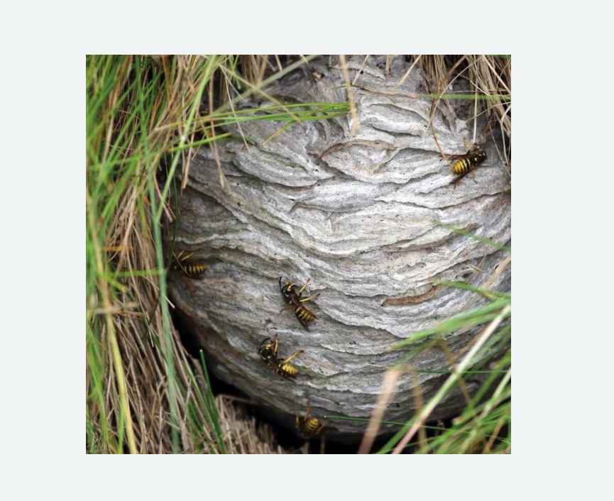 Уничтожение ос и ульев в Тогучине